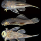One of the new catfish species, Ancistrus patronus, named for the genus’s paternal care of offspring.